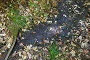 A dark patch of wet mud--could it be an oil seep?