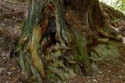 Redwood roots