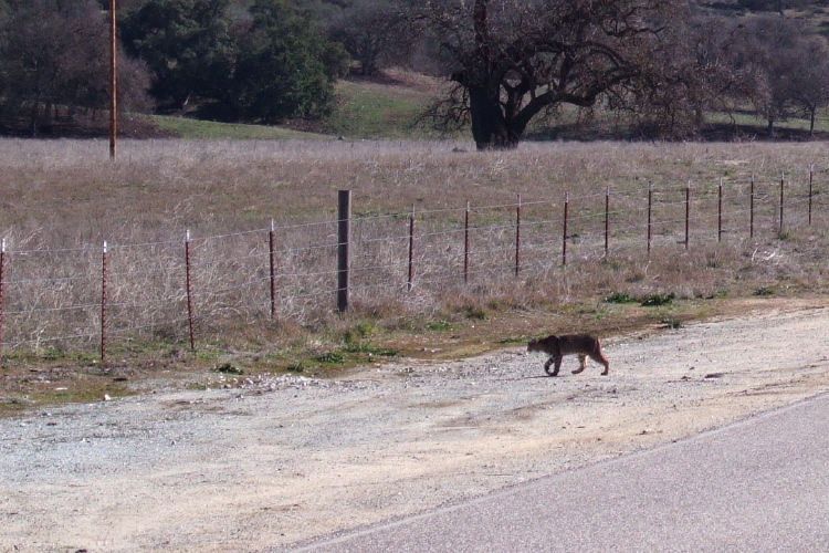 A bobcat at the Pinnacles east entrance.