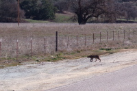 A bobcat at the Pinnacles east entrance.