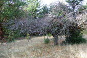 No more apples on this old tree.