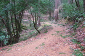 View up the Skyline Loop Trail