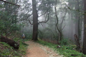 David hikes down the Skyline Trail into the fog.