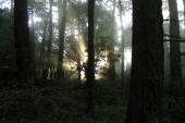 The setting sun shines through the fog. (2)