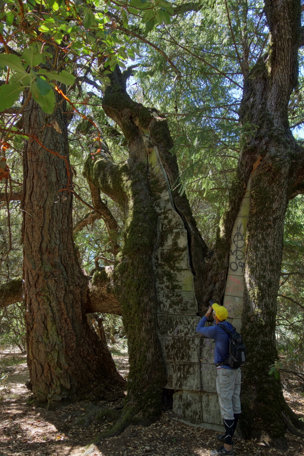 Douglas fir and oak: the oak split long ago, and the wound filled with concrete blocks.