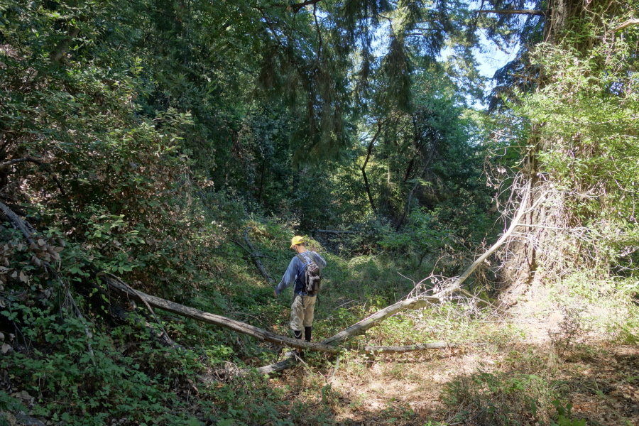 In other places we had to climb over fallen trees.
