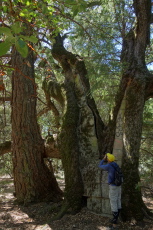 Douglas fir and oak: the oak split long ago, and the wound filled with concrete blocks.