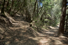 A new trail leads uphill to the left off of trail