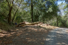 Bogdan marks the start of Bushwhack Road back into Sanborn Park.