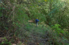In some places the old road is overgrown.