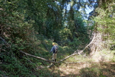 In other places we had to climb over fallen trees.