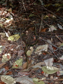 Garter snake