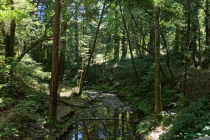 Bean Creek from the upper bridge