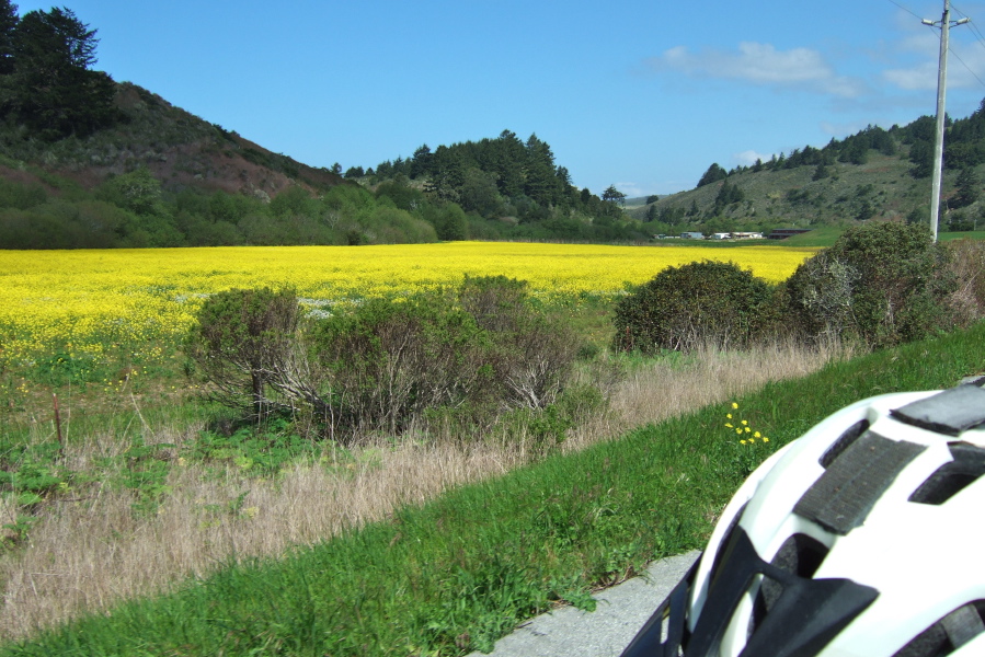 Mustard is in full bloom.