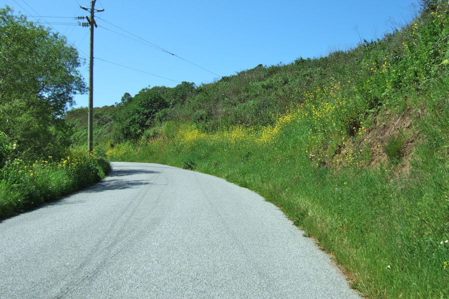Mustard blooming along Gazos Creek Rd.
