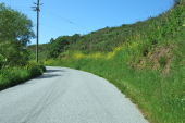 Mustard blooming along Gazos Creek Rd.