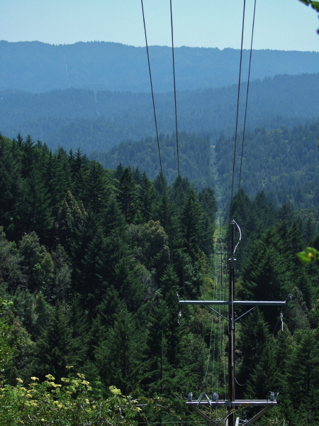 The tranasmission line cuts a swath through the forest.