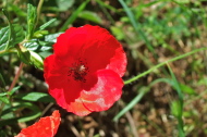 Corn Poppy (Papaver rhoeas)