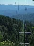 The tranasmission line cuts a swath through the forest.