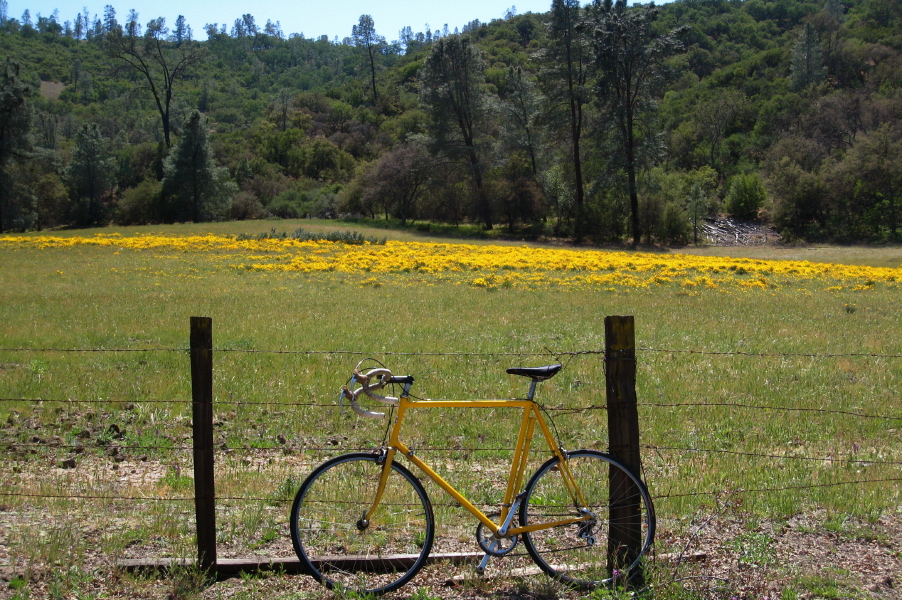 Poppies along Old Hernandez Rd.
