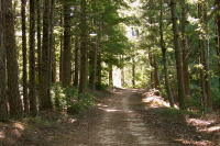 South Butano Fire Trail (2260ft)