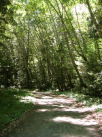 Birch trees along Old Haul Rd. (370ft)