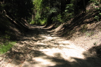 Old Haul Rd. through a cut (520ft)