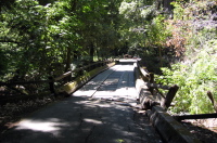 Bridge over Pescadero Creek, Portola State Park (380ft)
