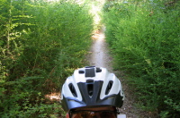 Scotch Broom on Alpine Rd. (1300ft)