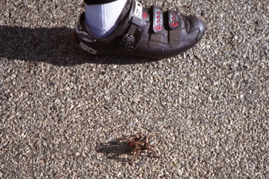 We come across a hairy friend crossing Santa Anita Valley Road.