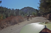 Passing some longhorns on La Gloria Rd.