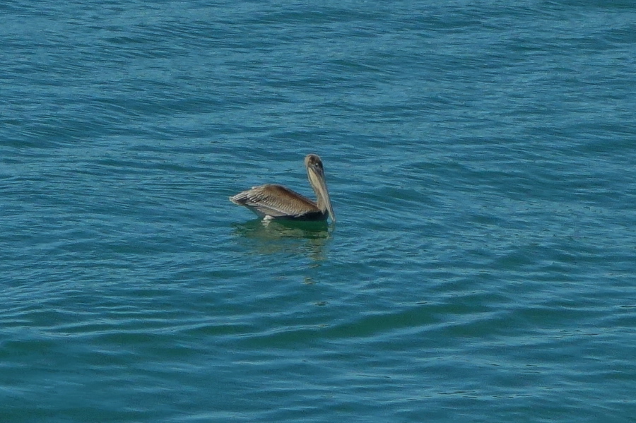 A juvenile brown pelican (Pelecanus occidentalis)