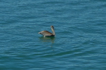 A juvenile brown pelican (Pelecanus occidentalis)