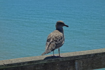 A seagull poses for its photo.