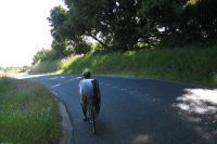Ron Bobb at the top of Page Mill Rd.