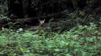 A shy but curious coyote in Shingle Mill Gulch (1040ft)