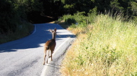 Startled Deer (2400ft)