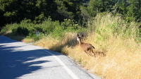 Startled Deer (2395ft)
