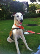 Smiling shelter dog