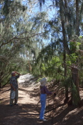 David and Kay look for the woodpecker in the ironwood tree.