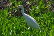 An egret looks to spear some unlucky creature in the naupaka.