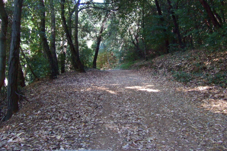 Woods Trail in the woods.