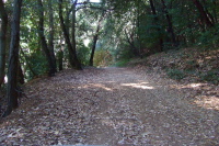 Woods Trail in the woods.