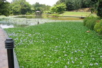 Water lillies and other plants on Symphony Lake