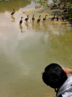 Taking a picture of a group of cormorants
