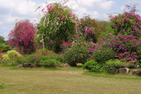 Brilliant Bougainvillea in the Eco Garden (1)