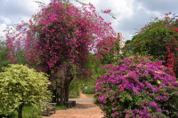 Brilliant Bougainvillea in the Eco Garden (2)