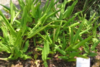 Turmeric plant