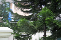 An interesting tree
