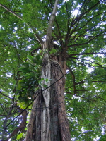 Tree growing on tree